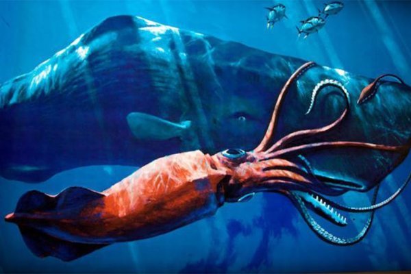 Kraken 17 at net